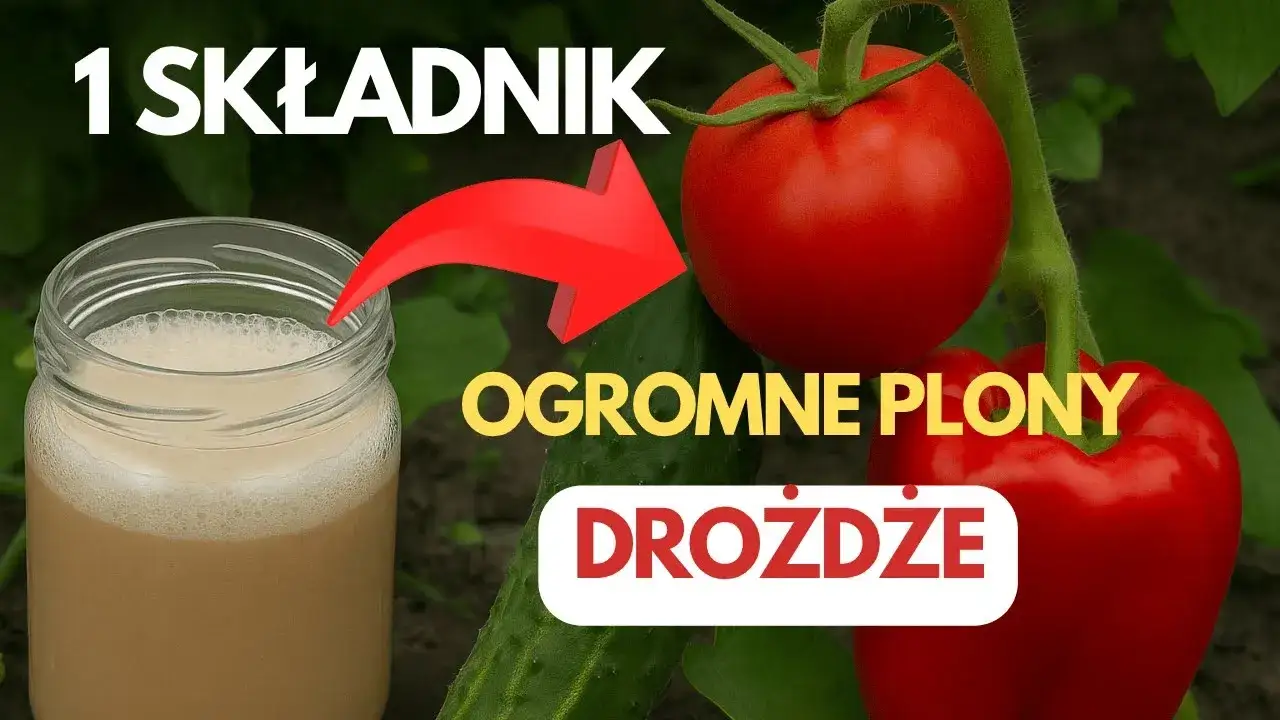 Jakim nawozem podlewać pomidory, aby uzyskać obfite plony?