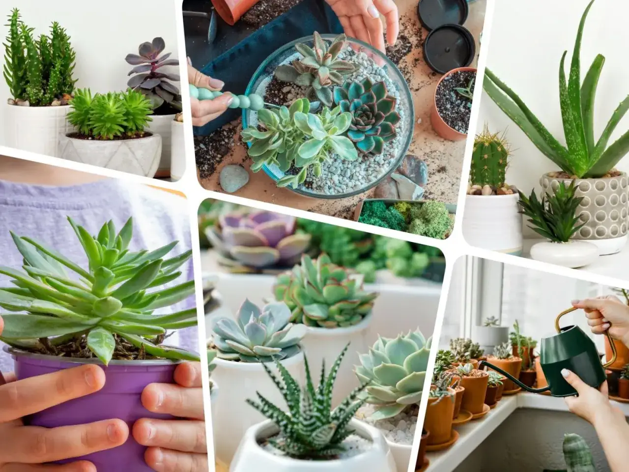 Różnorodne sukulenty rodzaje w doniczkach i terrarium. Zielone, fioletowe, kaktusy – piękno sukulentów w różnych odsłonach.