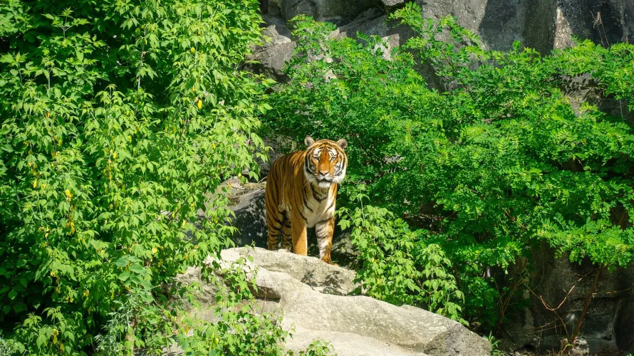 Tygrys w otoczeniu bujnej zieleni, jakby w swoim naturalnym środowisku. Może to być część największego zoo w Europie, gdzie zwierzęta mają przestronne wybiegi.