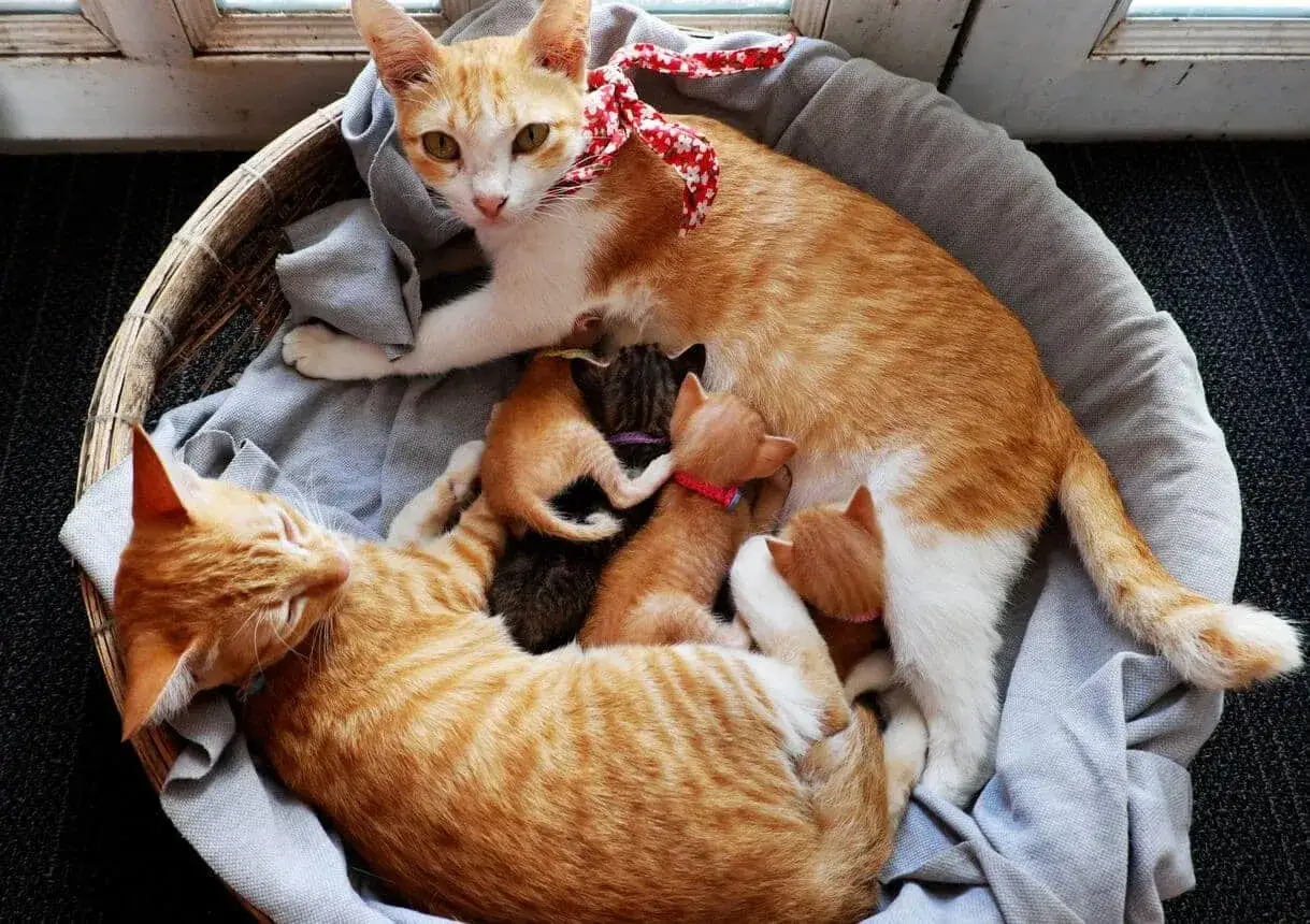 Dwie kotki w koszyku z kilkoma małymi kociętami.