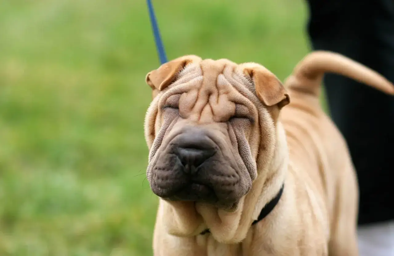 Un adorable shar pei americano con su cara arrugada y ojos cerrados, disfrutando del día al aire libre.