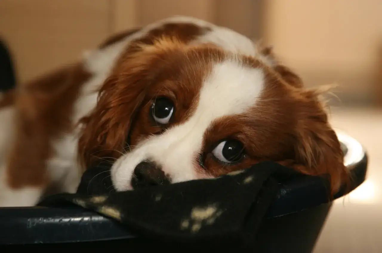 Un tierno cachorro llora por la noche, con sus grandes ojos tristes mirando desde su cama.