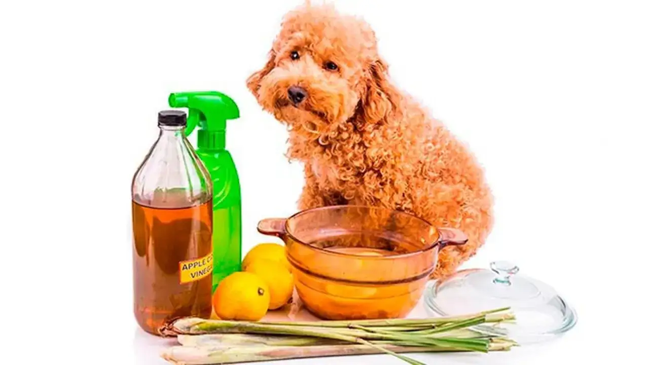 Un perro poodle mira mientras se preparan remedios caseros para pulgas en perros: vinagre de manzana, limones y hierbas.