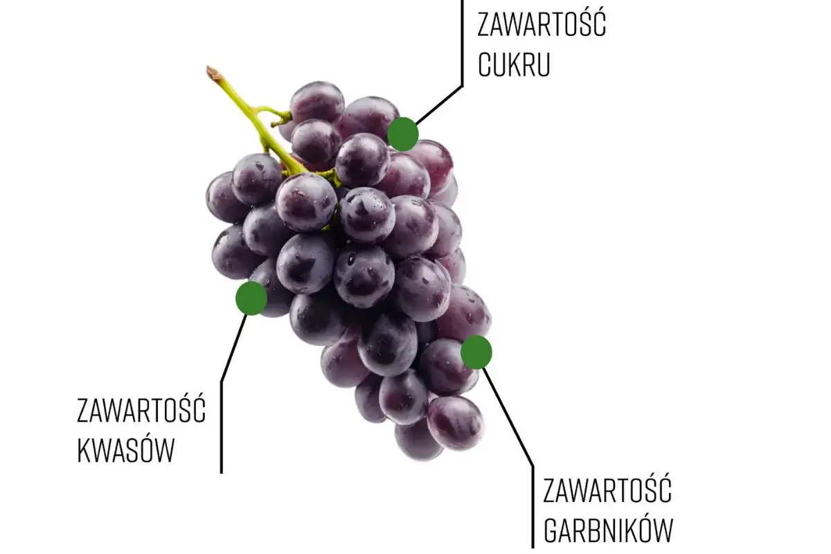 Kiedy zbierać winogrona na wino? Analiza zawartości cukru, kwasów i garbników na kiści ciemnych winogron.