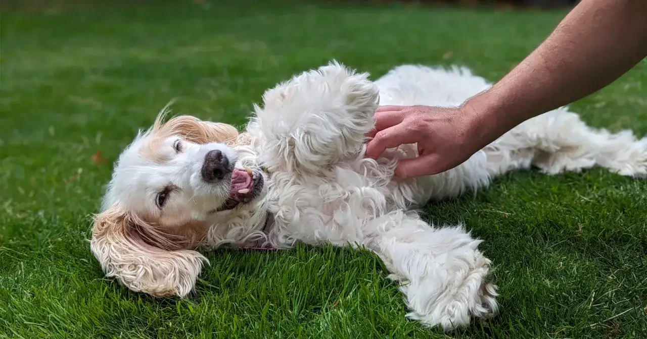 Un perro blanco y esponjoso se revuelca feliz en la hierba mientras una mano le hace cosquillas en la barriga. ¡Los perros tienen cosquillas y este lo demuestra!