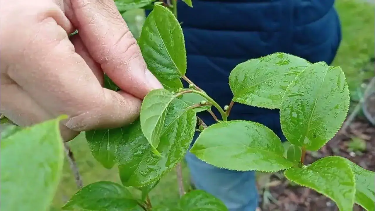 Jaki nawóz do mini kiwi? Odkryj tajniki skutecznego nawożenia