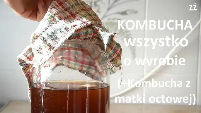 Domowa Kombucha: Hodowla SCOBY i Pierwsza Fermentacja Krok po Kroku