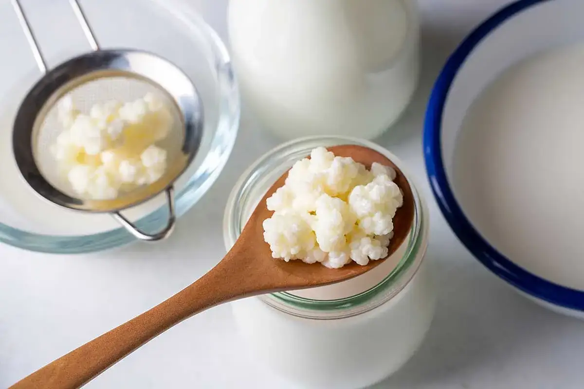 Kefir na kaca to naturalny sposób na regenerację. Ziarna kefirowe na łyżce, sitko i naczynia z mlekiem sugerują domową produkcję.