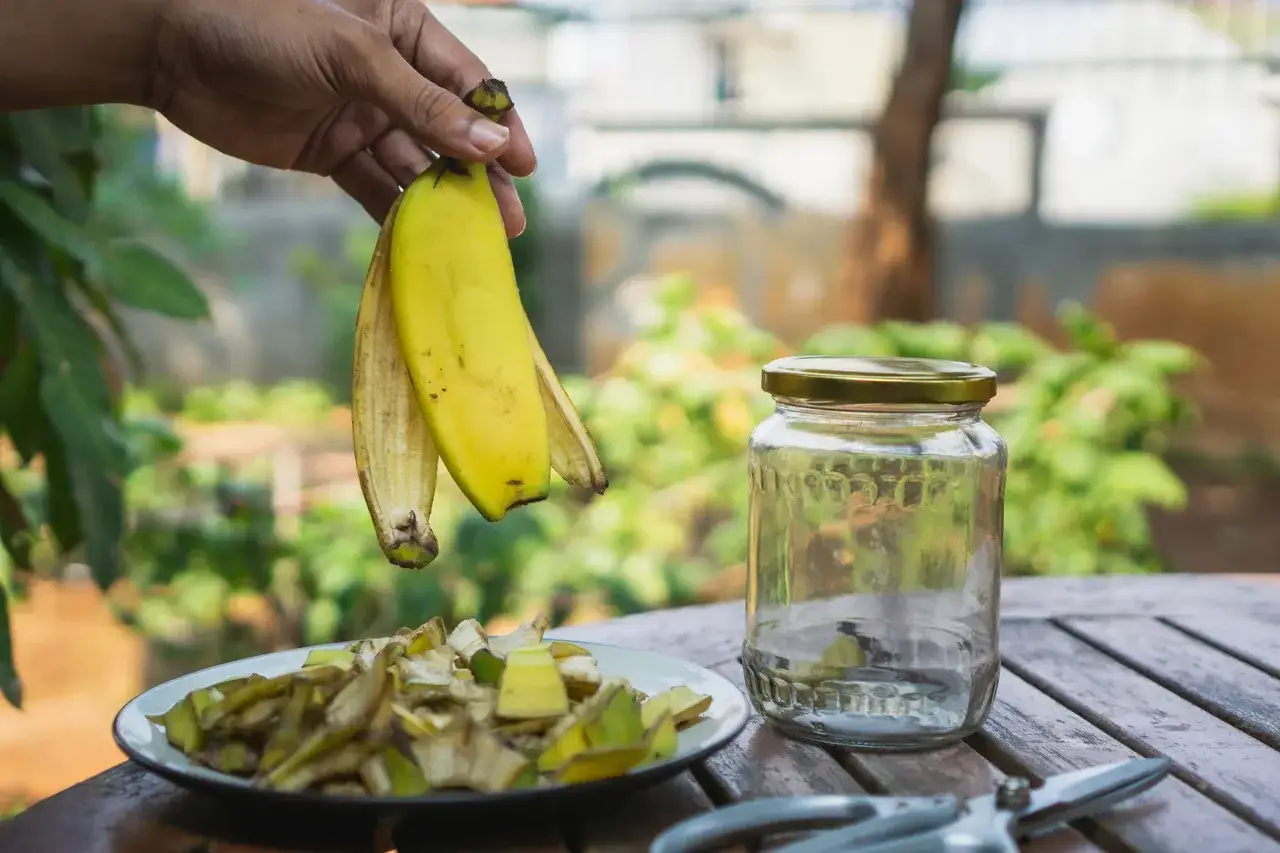 Ręka trzyma skórki banana nad talerzem z pokrojonymi resztkami. Obok stoi słoik, idealny do przygotowania nawozu z bananów. Jak często podlewać rośliny takim nawozem?