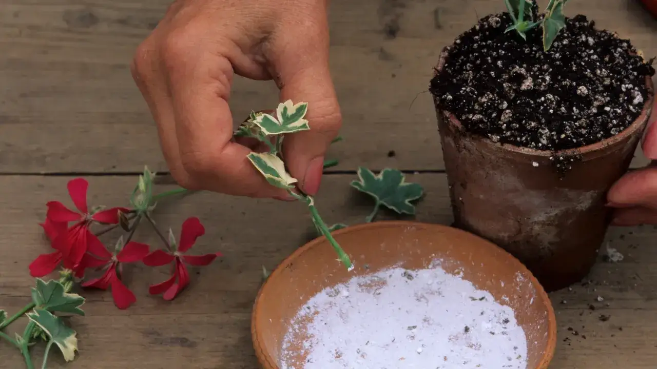 Ręka przygotowuje sadzonki pelargonii do ukorzenienia, zanurzając odcięty pęd w proszku. Obok leżą czerwone kwiaty.