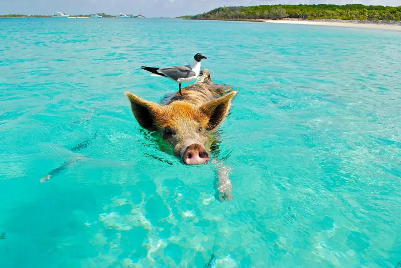 Schwimmendes Schwein mit Möwe auf dem Rücken im türkisfarbenen Wasser der Bahamas. Ein unvergessliches Erlebnis beim Bahamas Segeln.