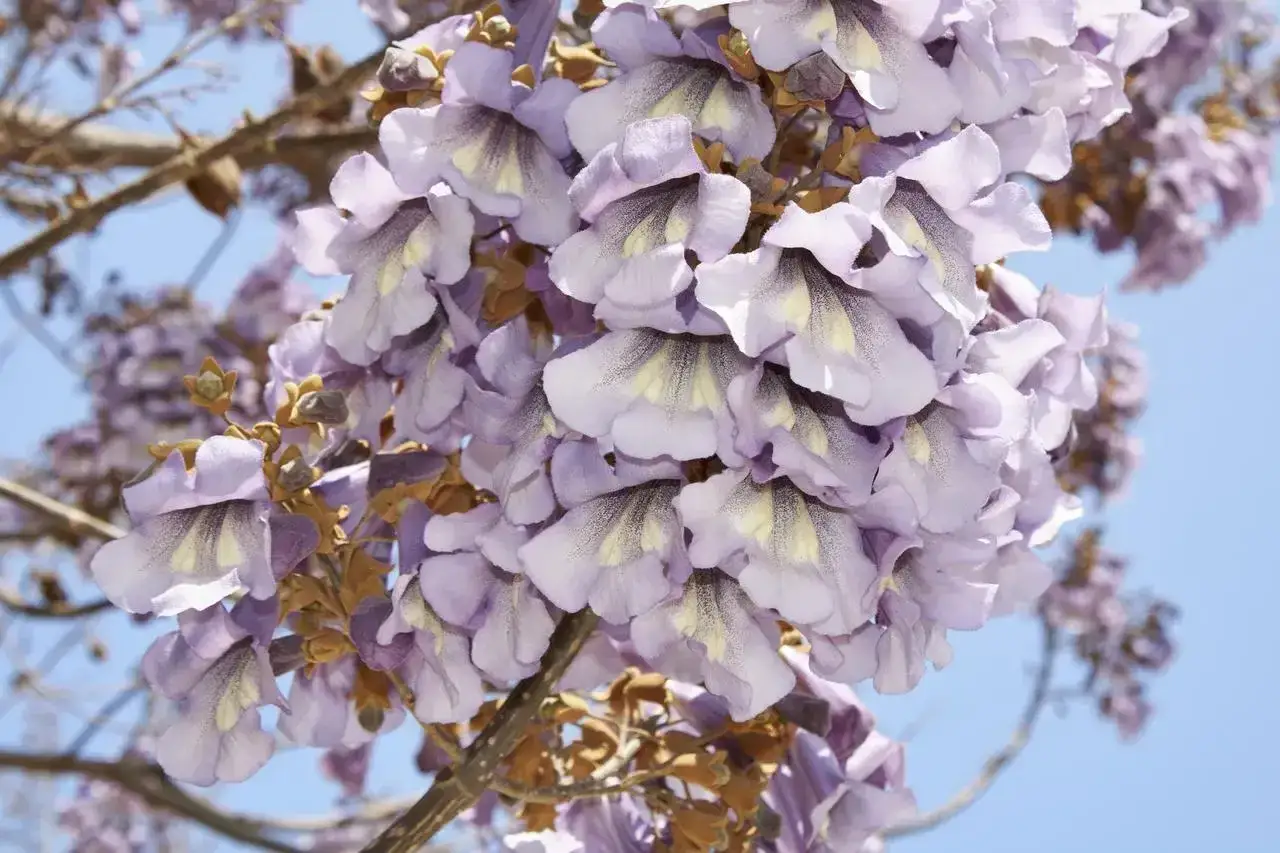 Paulownia: Kiedy kwitnie i jak zapewnić jej kwiaty w ogrodzie?