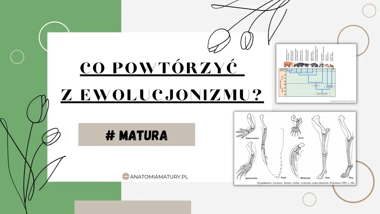 Grafika przedstawia drzewo filogenetyczne zwierząt i schemat kończyn różnych gatunków.