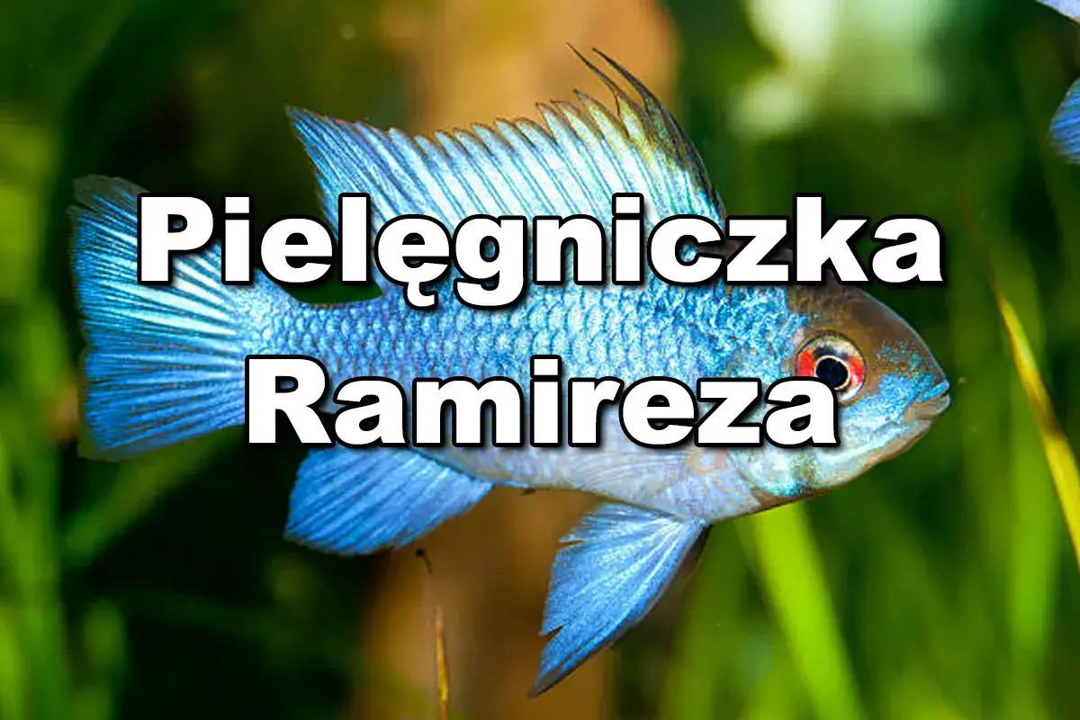 Niebieskie pielęgnice - który gatunek wybrać do Twojego akwarium?