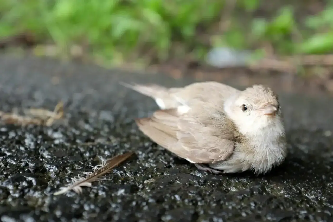 Mały, jasnobrązowy ptak leży na mokrej, ciemnej nawierzchni obok piórka.