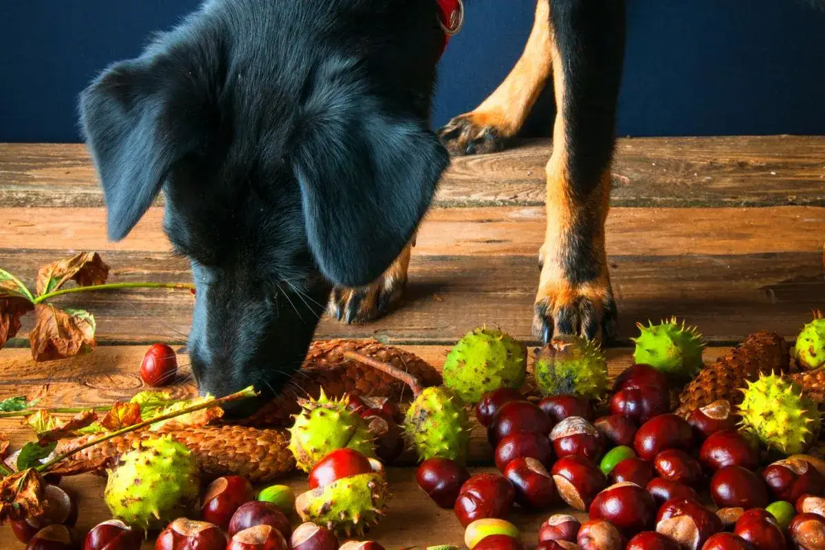 Un perro negro olfatea castañas y hojas secas sobre una mesa de madera. Los perros pueden comer castañas, pero con precaución.