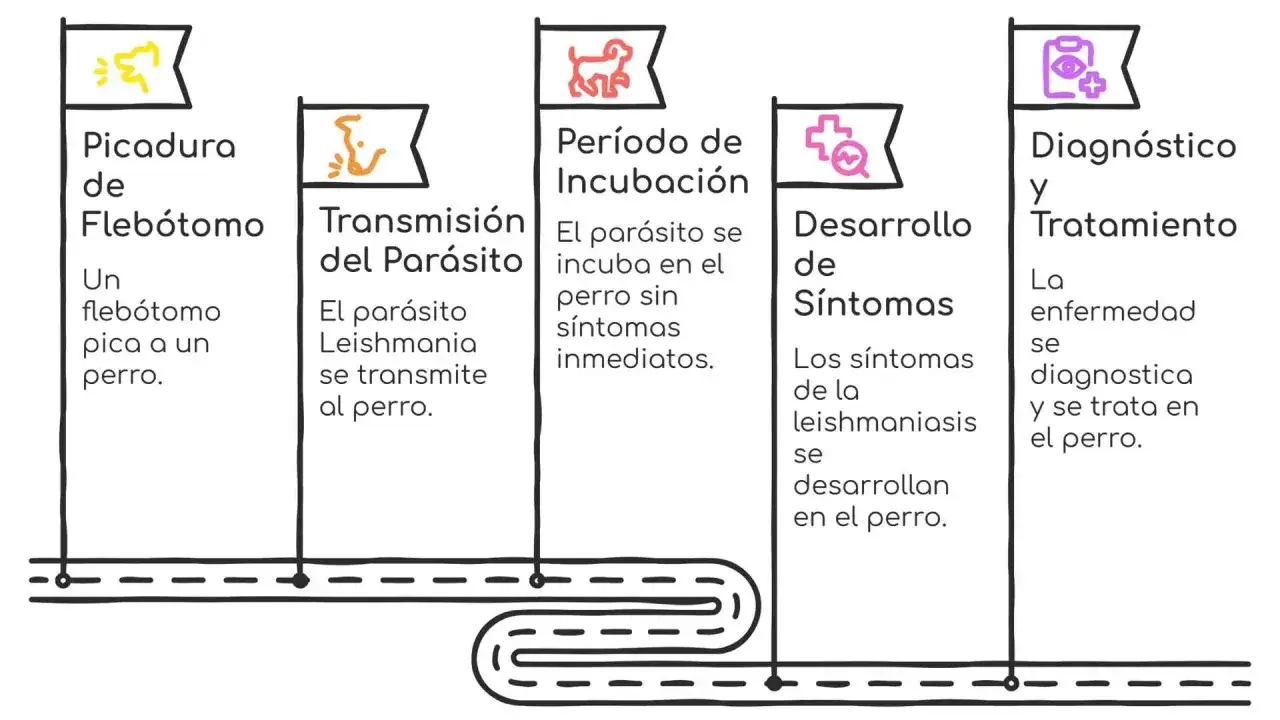 Diagrama del ciclo de la leishmaniosis en perros: picadura de flebótomo, transmisión del parásito, incubación, desarrollo de síntomas y diagnóstico/tratamiento.