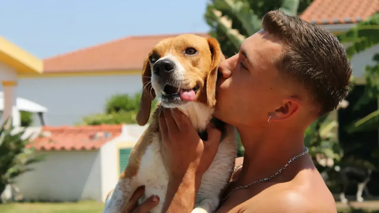 Un joven da un tierno beso a su perro beagle. ¡A los perros les gustan los besos!