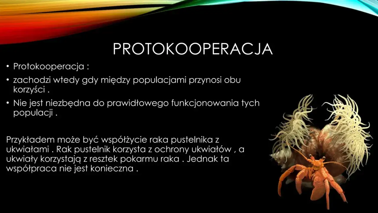 Rak pustelnik z ukwiałami – przykład protokooperacji. Obaj zyskują, choć nie jest to dla nich niezbędne.