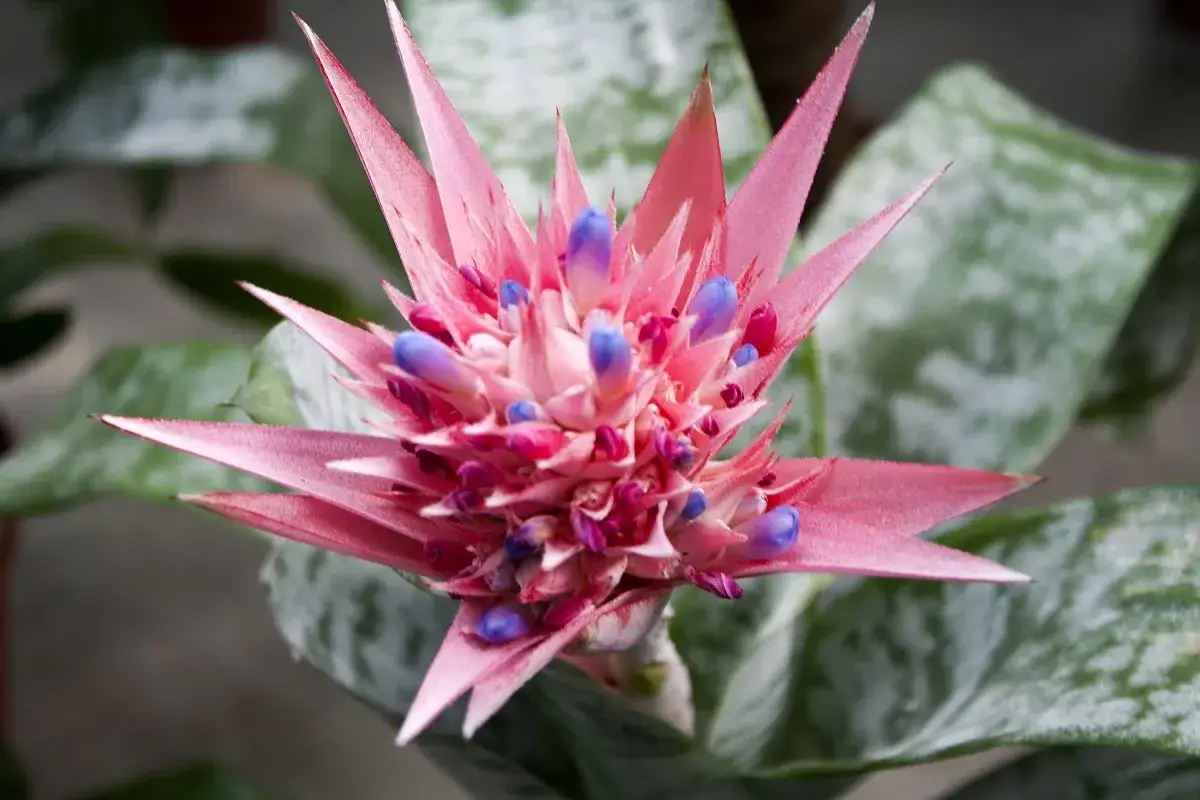 Różowa bromelia kwiat z fioletowymi pąkami, otoczona zielonymi liśćmi z srebrzystymi wzorami.