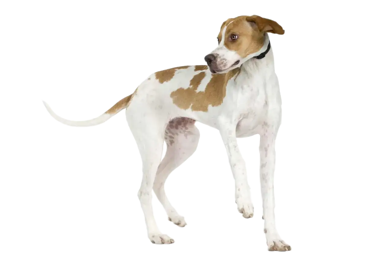 Un elegante pointer inglés, con manchas marrones sobre blanco, mira atentamente a un lado.