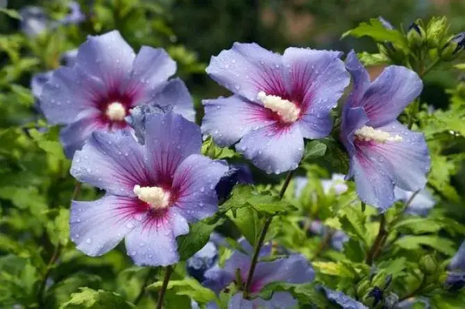 Hibiskus ogrodowy – kluczowe zasady uprawy, pielęgnacji i zabezpieczania