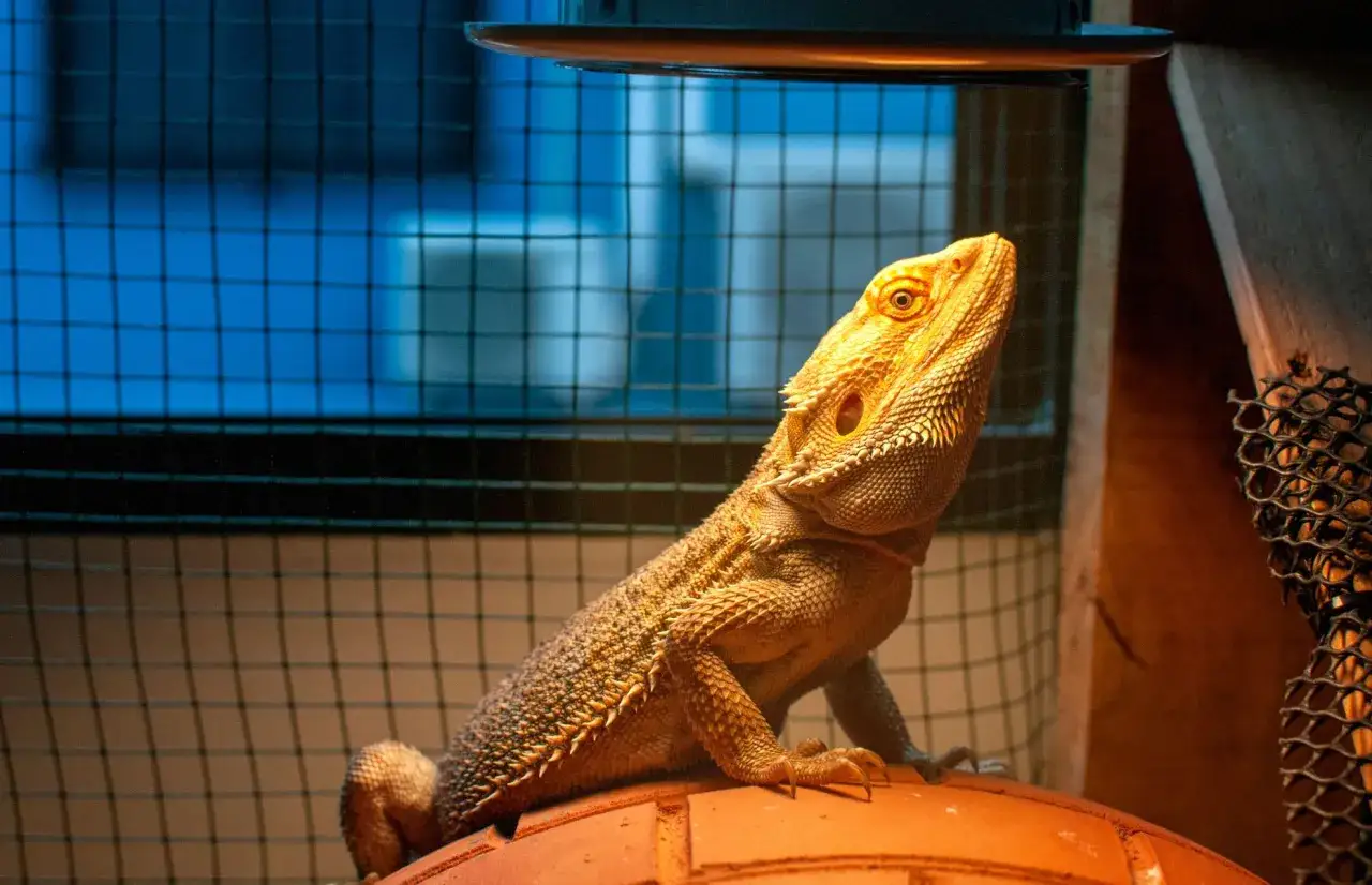 	Dobry sklep terrarystyczny