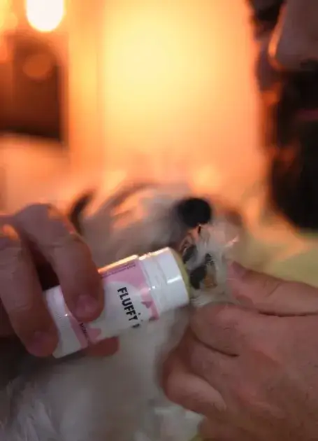 	Sztyft do łapek i nosek psa