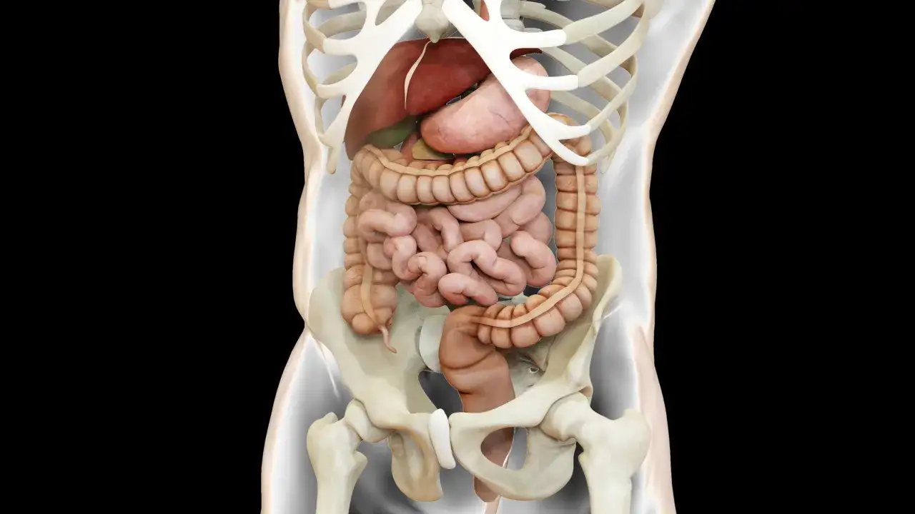 Schemat anatomii wyrostek robaczkowy znajduje się przy kątnicy w obrębie jamy brzusznej, ból wyrostka w prawym dole biodrowym