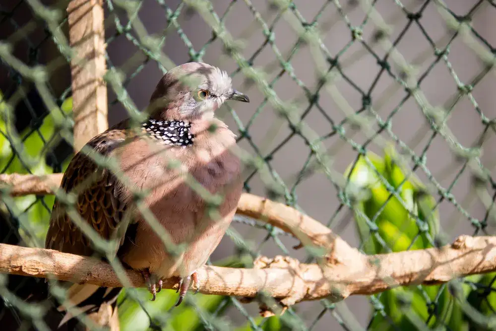 Zbliżenie na gołębia siedzącego za zieloną siatką na woliery