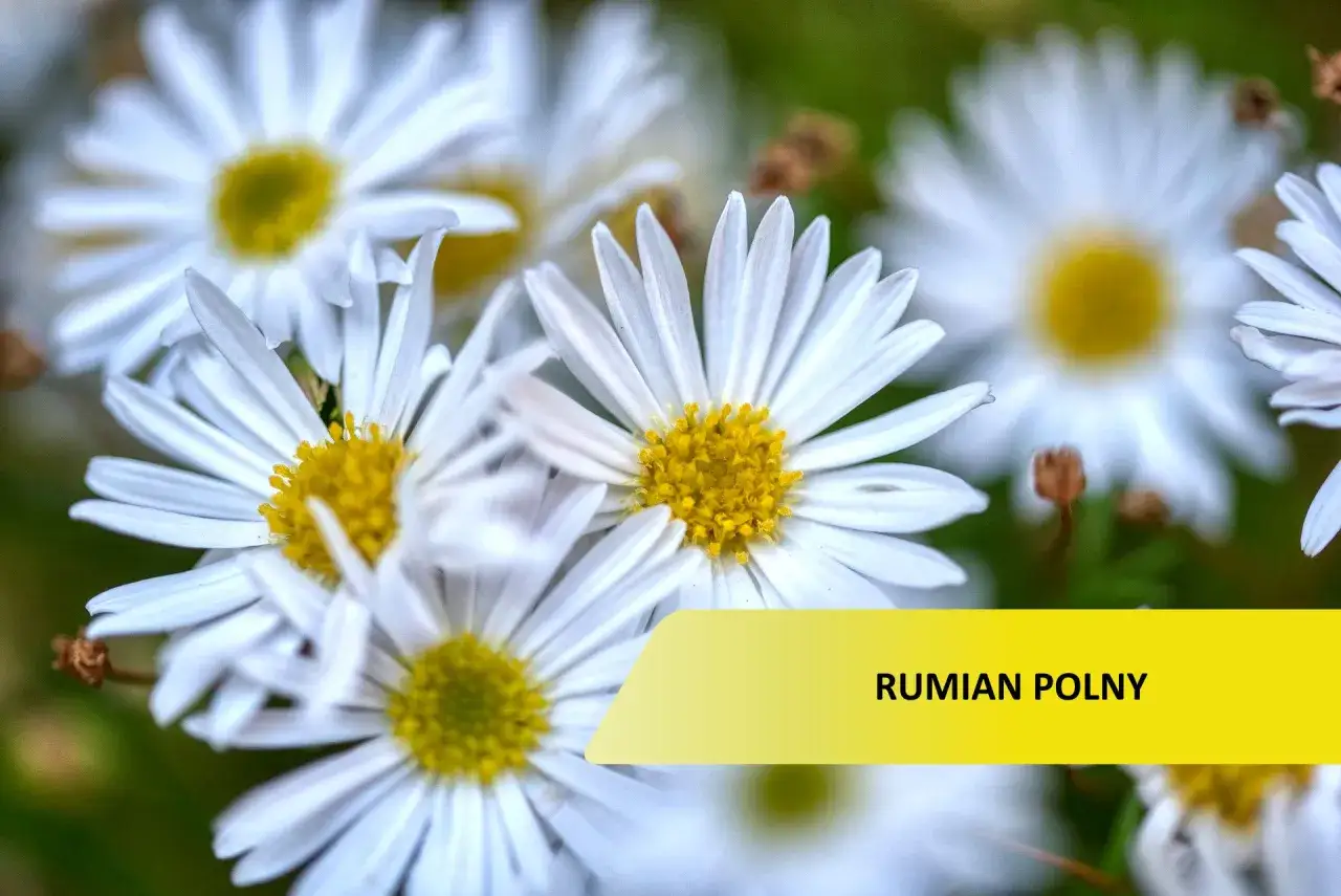 rumian polny identyfikacja