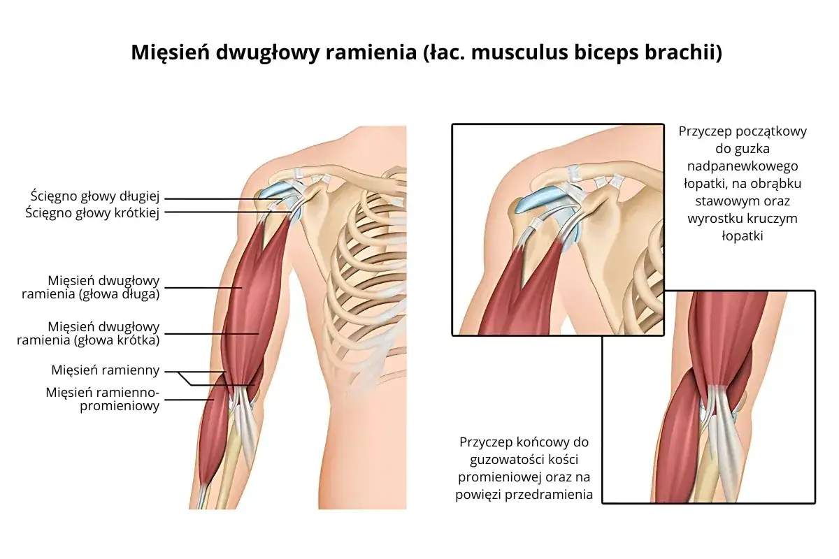 Anatomia mięśnia dwugłowego ramienia i mięśnia ramiennego