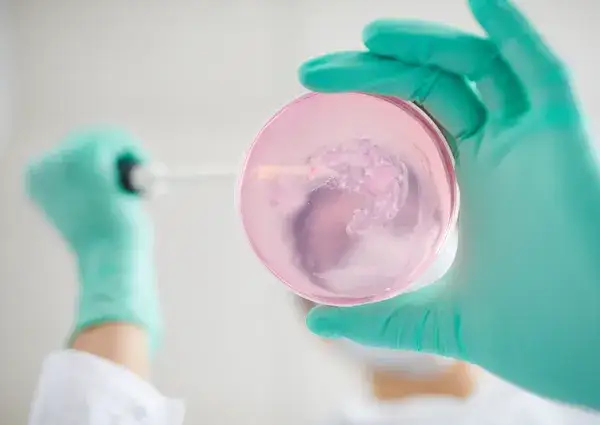 laboratorium mikrobiologiczne badające żywność, płytki Petriego z koloniami bakterii