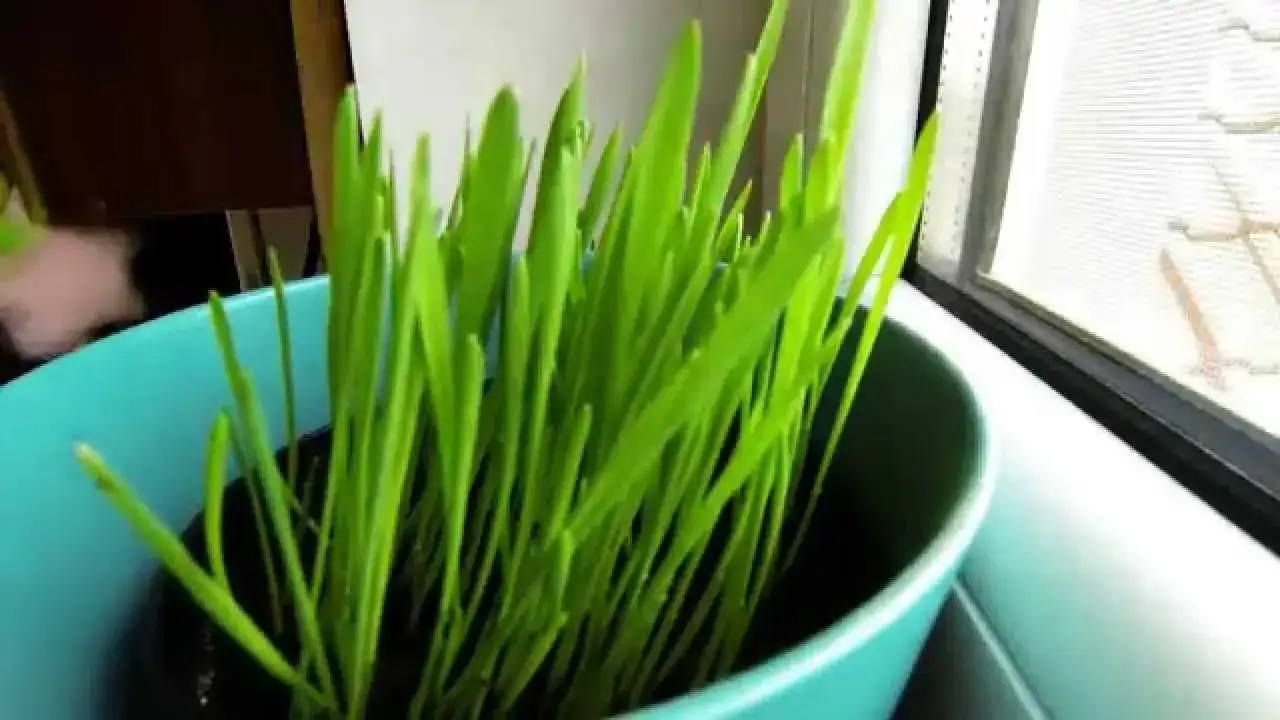 Zdjęcie Jak zasiać owies w doniczce - proste kroki dla udanej uprawy