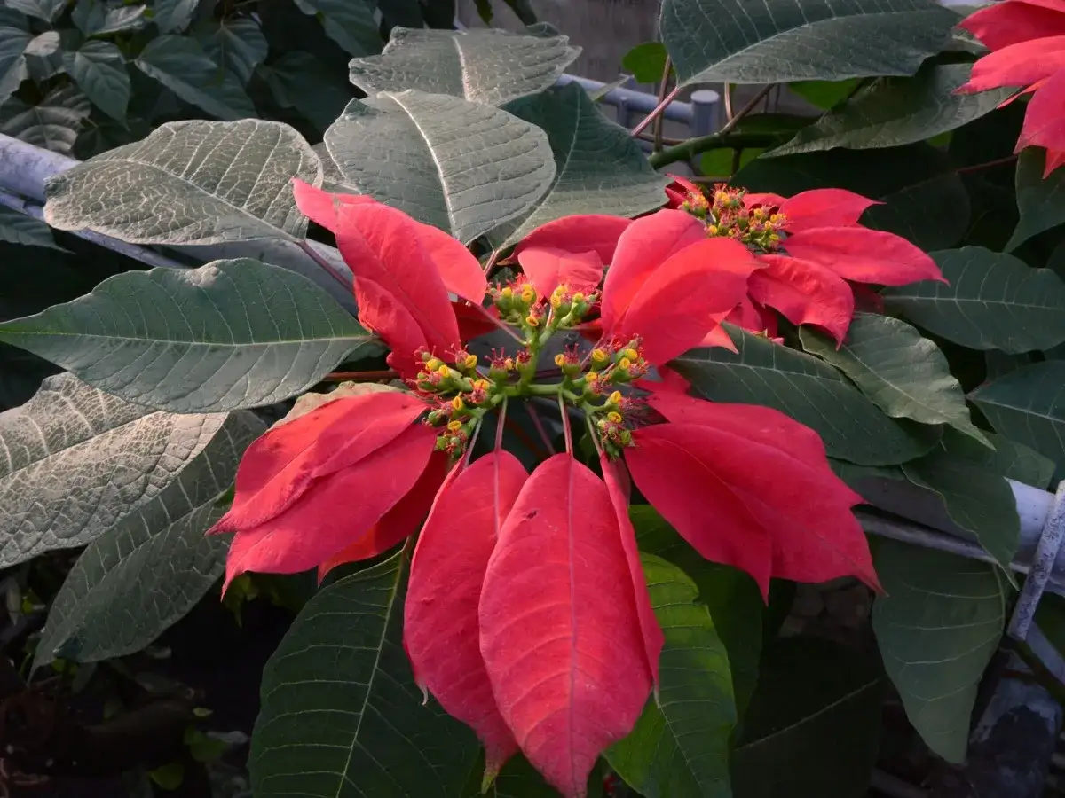 Gwiazda betlejemska symbol świąt, z jaskrawoczerwonymi liśćmi i zielonymi liśćmi w tle.