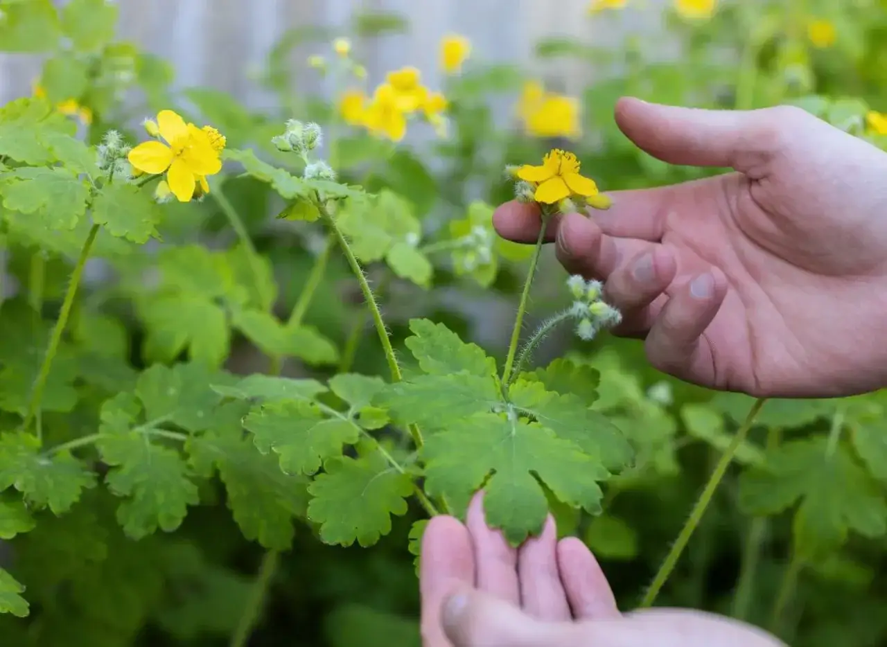 Dłonie zbierają glistnik do przygotowania maści.