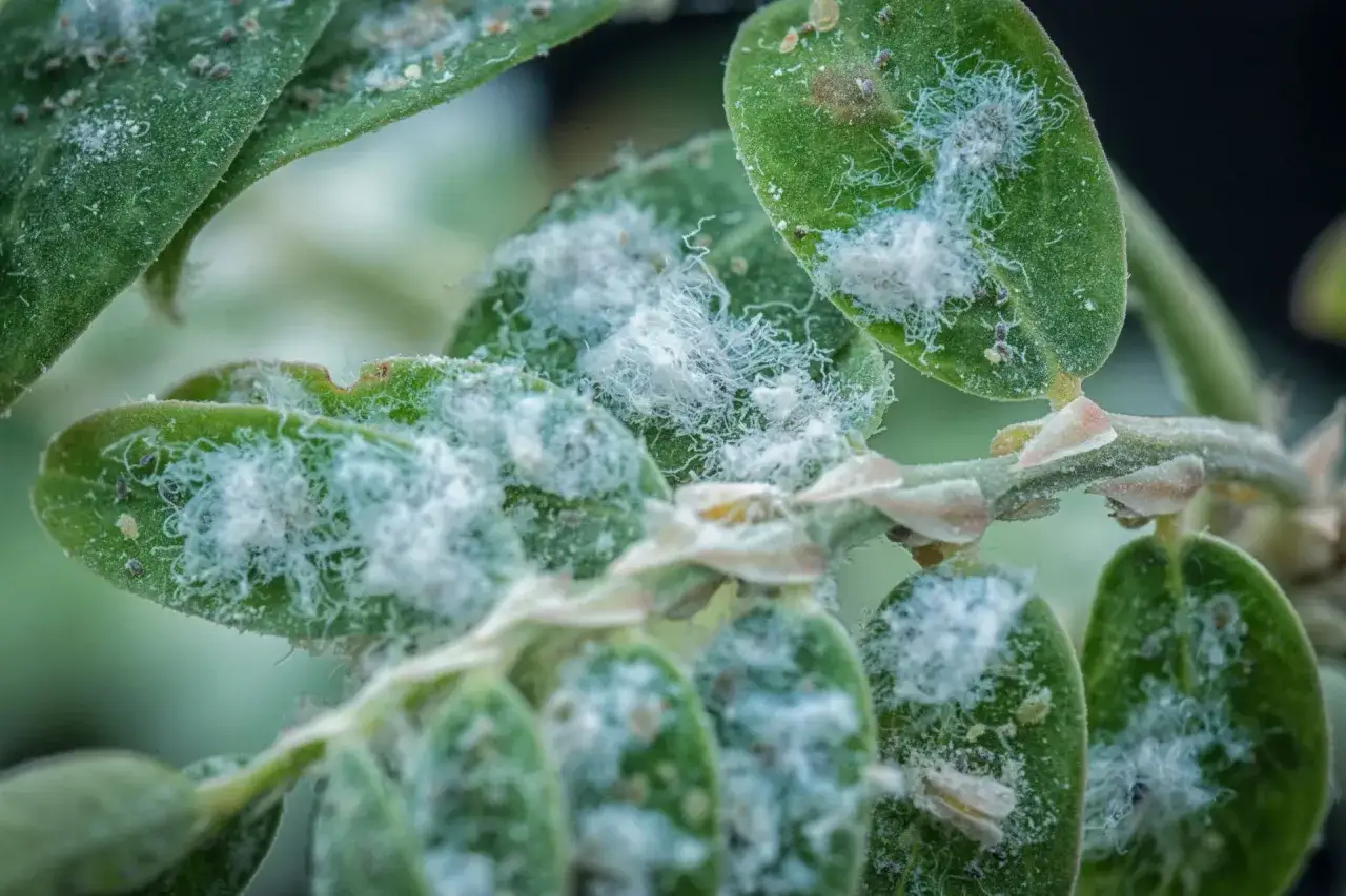 Zielone liście pokryte białym, kłaczkowatym nalotem. To wełnowiec, jak się pozbyć tego szkodnika?