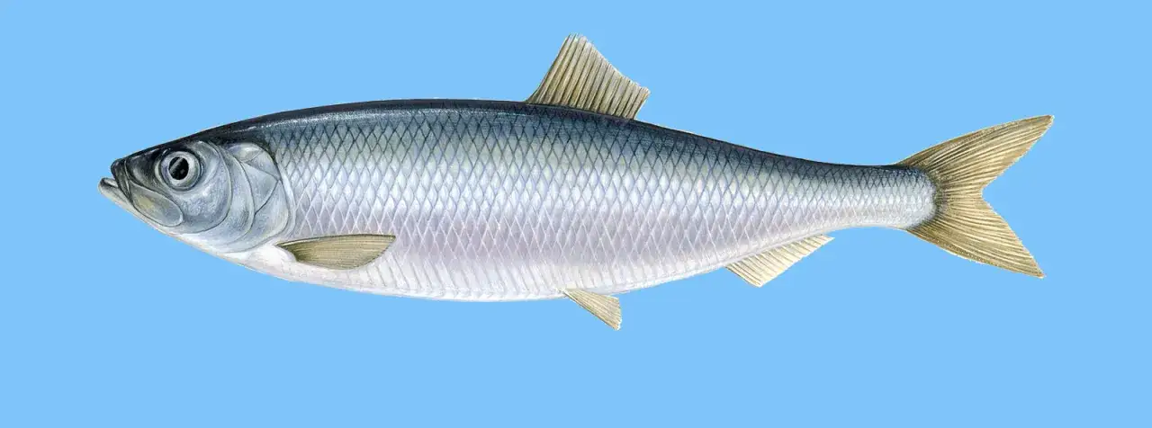 Bałtyckie ryby śledź dorsz