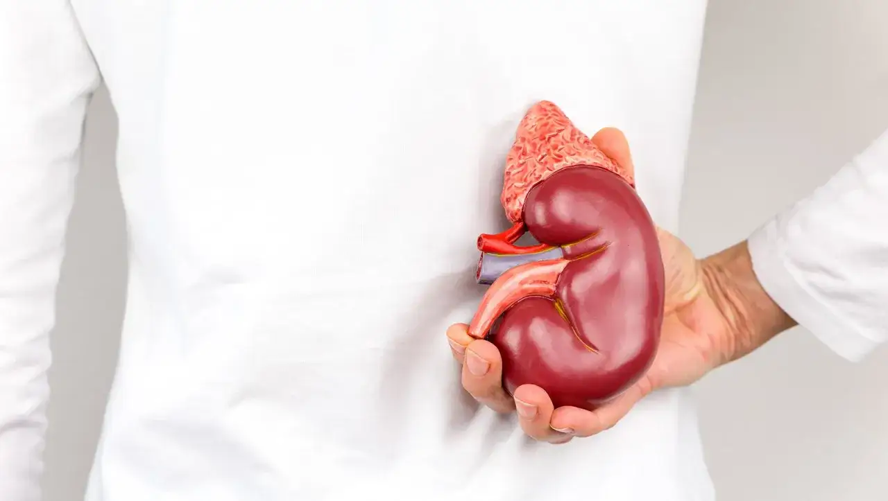 Model nerki w dłoni, symbolizujący schyłkową niewydolność nerek.