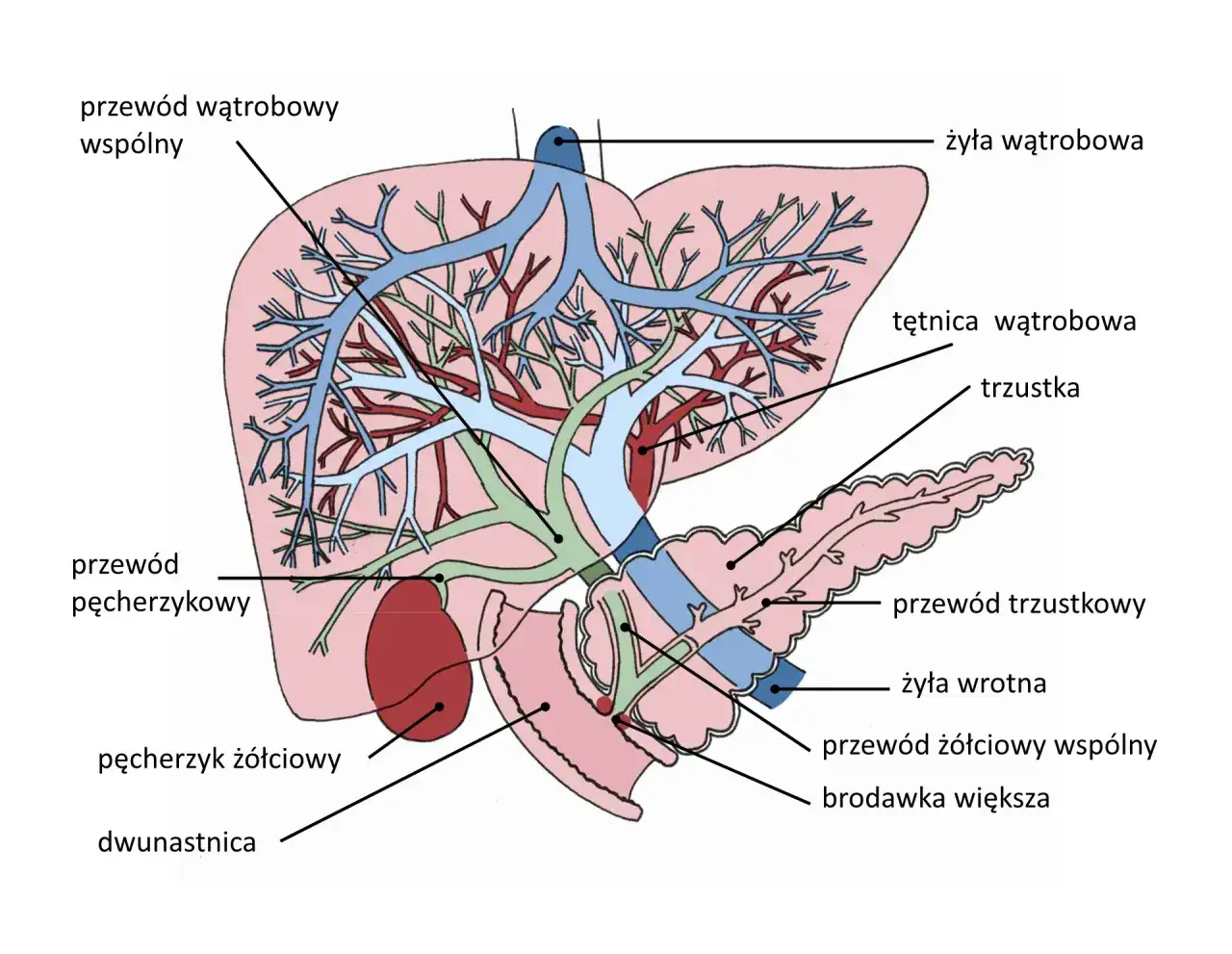 schemat budowy wątroby i lokalizacja enzym&oacute;w