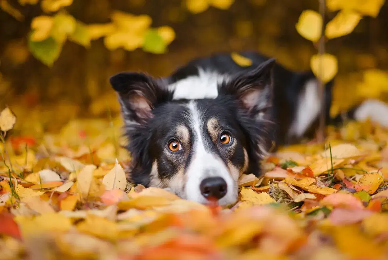 Border collie leży wśr&oacute;d jesiennych liści. Jego oczy błyszczą, a uszy są postawione.