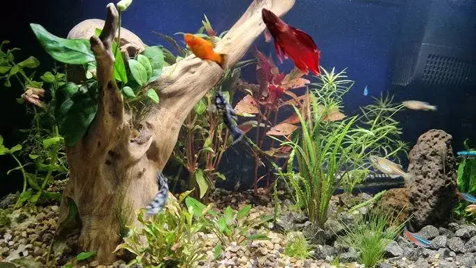 błędy początkującego akwarysty