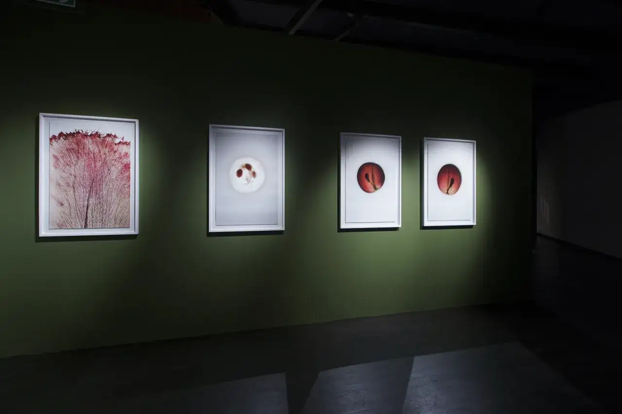 Wystawa w Muzeum Manggha