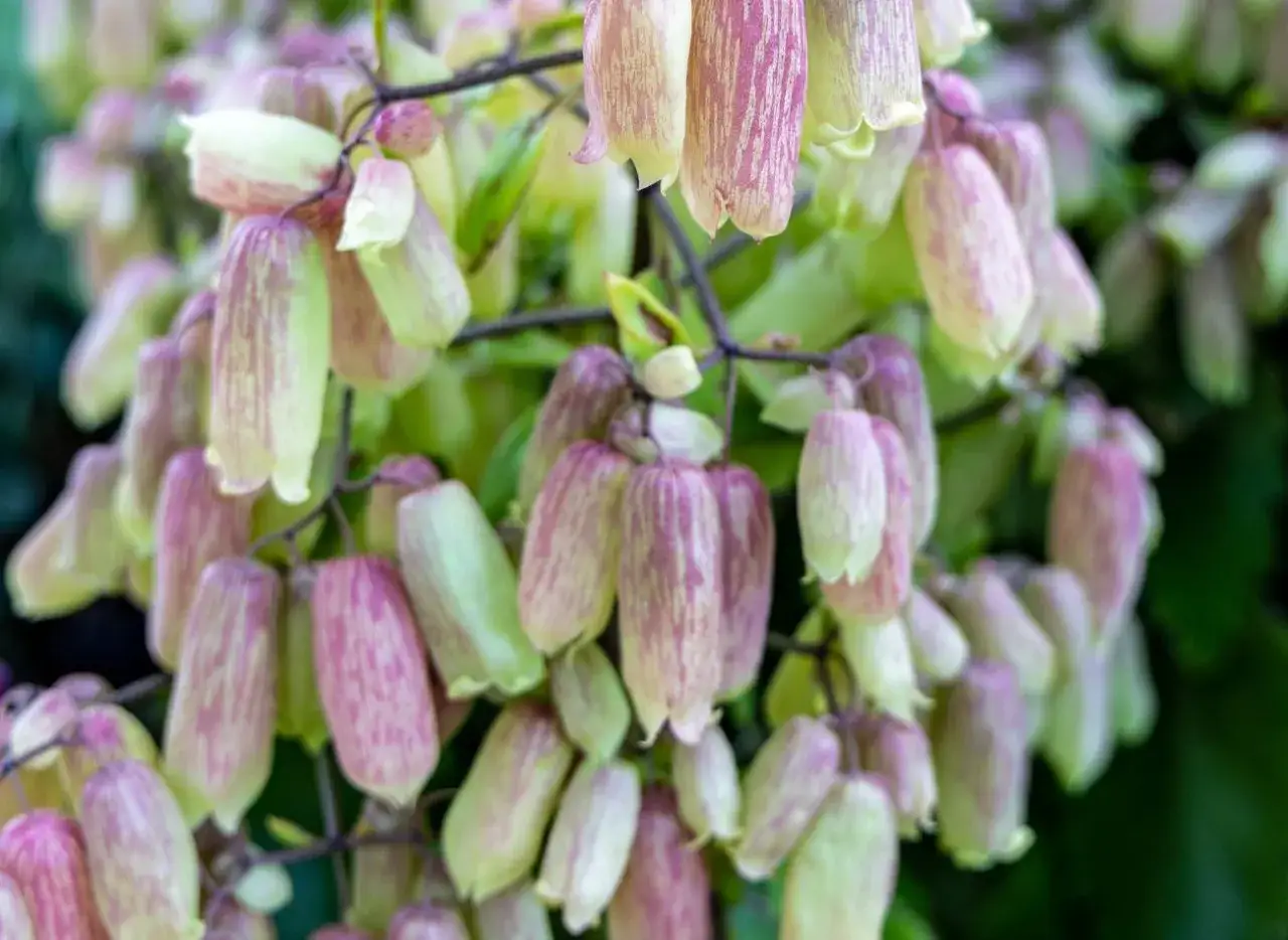 Kwiatostan żywor&oacute;dki z bliska