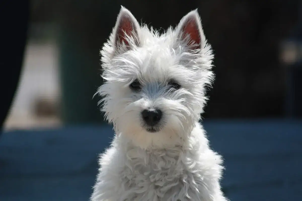Uroczy west terrier, biały jak śnieg, z czarnym noskiem i bystrymi oczami, patrzy prosto w obiektyw.