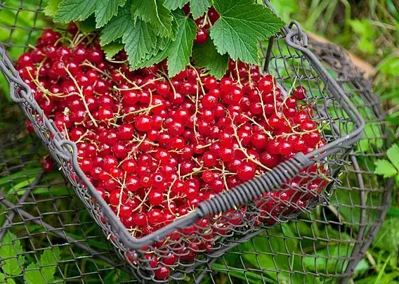 Świeże czerwone porzeczki w koszyku
