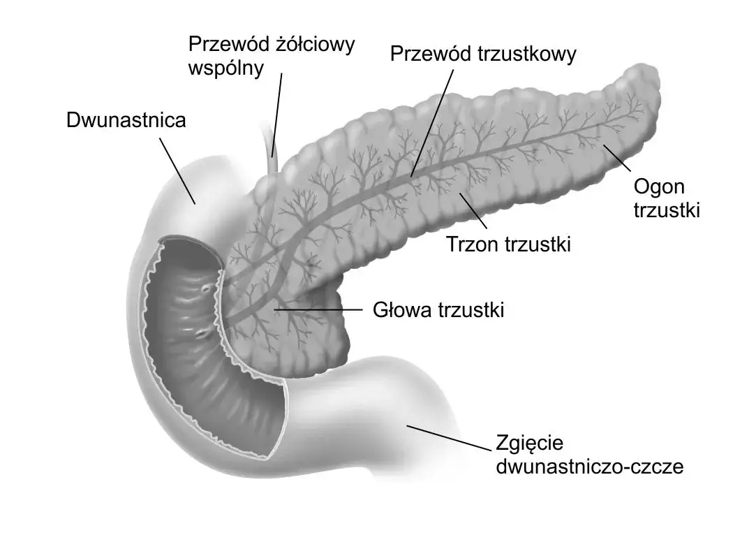 schemat anatomiczny trzustki położenie