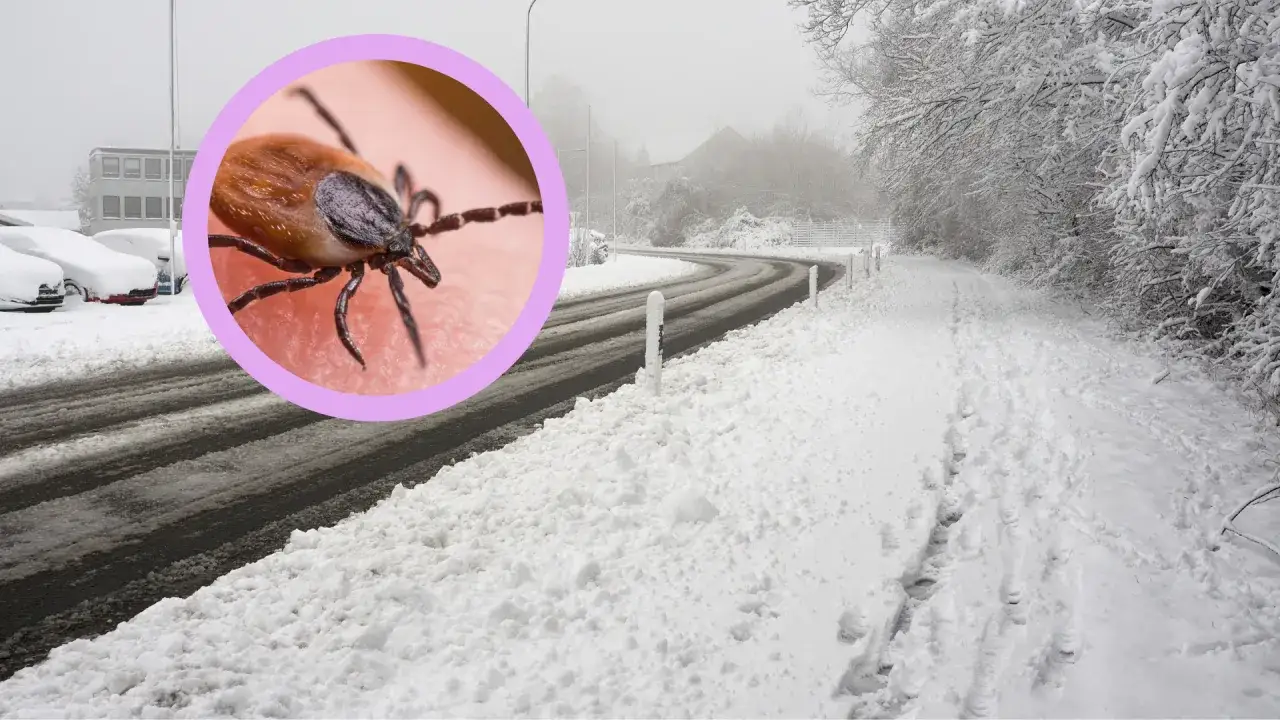 Zbliżenie kleszcza na skórze, na tle zimowego krajobrazu z drogą i śniegiem. Czy kleszcze hibernują?
