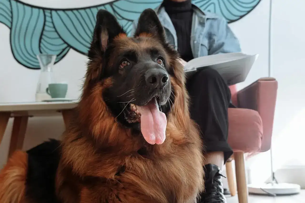 Piękny owczarek niemiecki z językiem na wierzchu. Zastanawiasz się, ile kosztuje szczeniak owczarka niemieckiego?