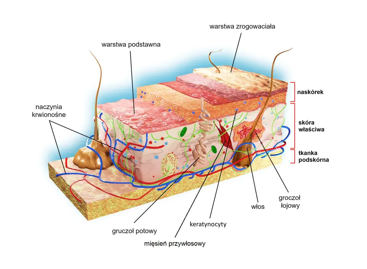 Budowa anatomiczna skóry człowieka warstwy